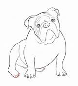 Bulldog Drawing Draw Dog Drawings Easy Outline Step Bulldogs Drawcentral Squat sketch template