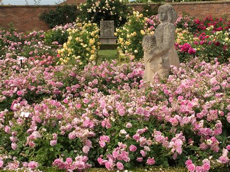 david austin roses  sisley garden tours