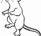 Coloring Gerbil Pages Rat Getcolorings Print sketch template