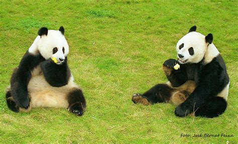 pandas  beekse bergen dierentuinen dieren pandas