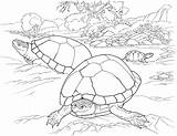 Coloring Pages Desert Turtle Tortoise Turtles Animals Animal Printable Color Kids Southwest Deserts Reptile Eggs Beach Sandy Timid Lives Main sketch template