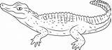 Coloring Alligator Pages Schneider Coloringpages101 sketch template