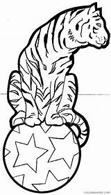 Circus Coloring Pages Coloring4free Tiger Related Posts sketch template