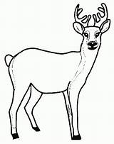 Print Deer Coloring Popular sketch template
