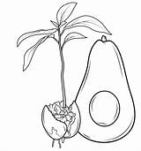 Avocado Sprout Categories Coloring sketch template
