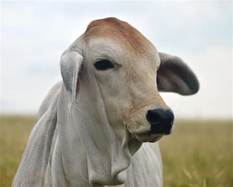 texas loves brahman cattle texas landowners association