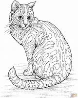 Cat Coloring Leopard Pages Print Printable Color sketch template