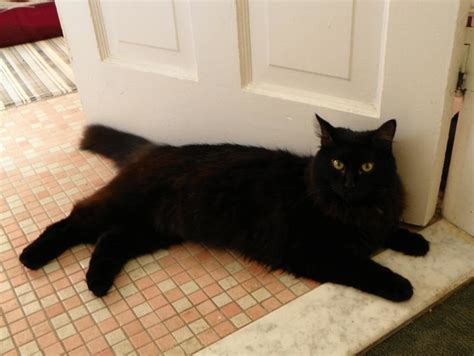 More Photos Of Magnus Big Floofy Black Cat Thecatsite