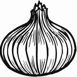 Onion Cebula Cebola Zwiebel Ausmalbild Szczypiorkiem Druku Kwiatowa Mamydzieci Kolorowanka Jak Wydruku Tudodesenhos Clipartmag sketch template