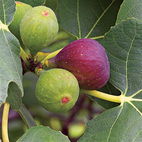 Fig Fruit Varieties Southern Living