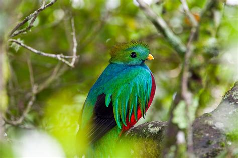 quetzal