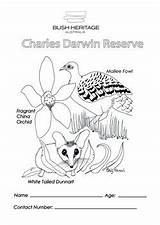 Colouring Pages Darwin Charles Sheet Pdf Orchid Tailed Fragrant Dunnart Malleefowl Wa China Kids sketch template