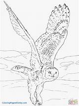 Owl Coloring Snowy Owls Pages Musk Ox Flying Para Drawing Printable Barn Arctic Supercoloring Realistic Volando Colorear Color Eagle Print sketch template