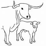 Cow Calf Coloring Pages Surfnetkids Color Getcolorings sketch template