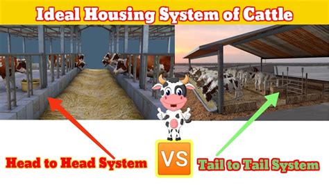 head  head system  tail  tail systemits advantages  disadvantages based  profit