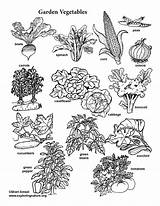 Garden Vegetable Coloring Visual Guide Vegetables Print sketch template