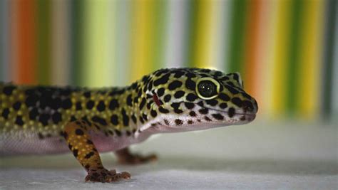 common pet gecko types  beginners