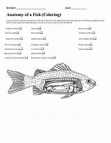 Anatomy Fish Coloring sketch template