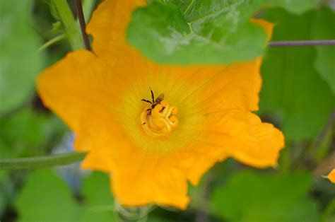 male  female pumpkin flowers plant addicts