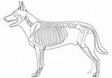 Skeleton Dog Printable Coloring Pages Kids Fish Categories Coloringonly sketch template