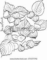 Hazelnuts Papoose Template Coloring Drawing sketch template