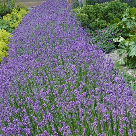cottage farms direct perennials  piece munstead lavender