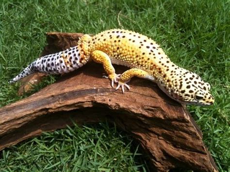 adult male high yellow leopard gecko for sale adoption