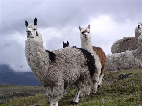 images altitude fauna llama alpaca  vertebrate andes ecuador cotopaxi vicuna