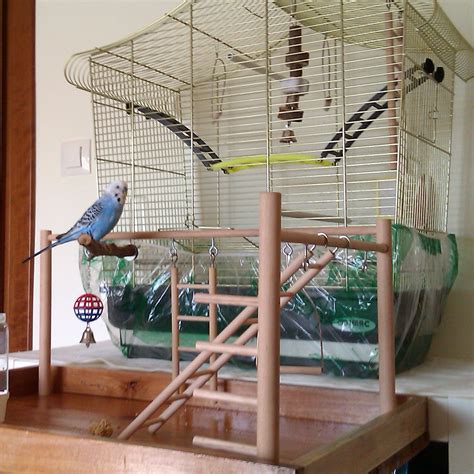 Budgie Training Using Positive Reinforcement Methods Budgiewiki