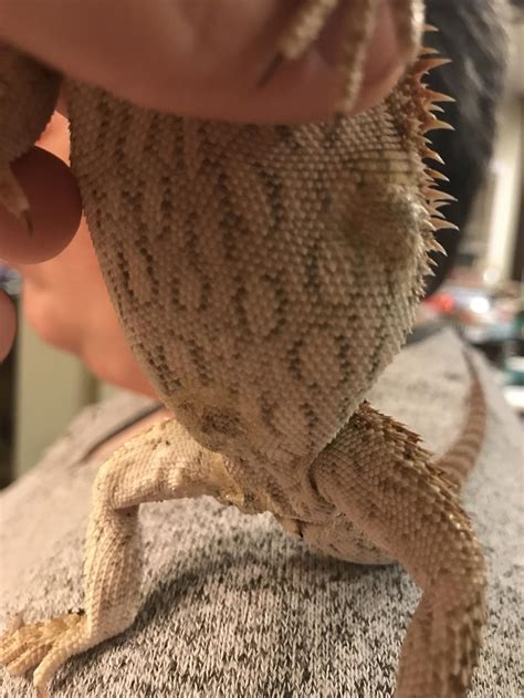 My Bearded Dragon Has These Dark Patches Of Skin On Her Back Which Are