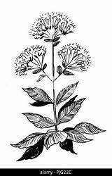 Oregano Illustration Stock Botanical Alamy Ink Plant sketch template