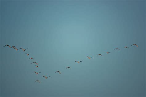 flock  birds fly   formation scientific scribbles