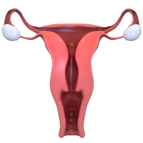 Female Reproductive System 3d Model Cgtrader