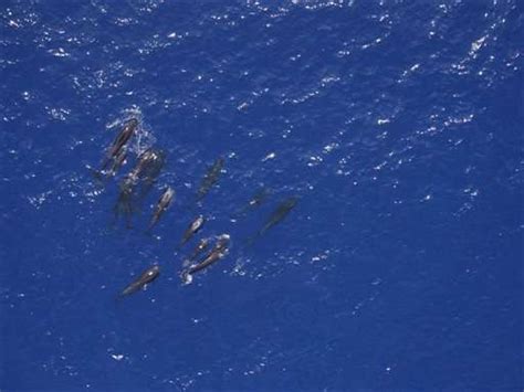 noaa drone technology aids whale research  hawaii