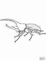 Hercules Escarabajos Colorear Insetos Rhino Beetles Supercoloring Coloringbay Insect Besouros Planeta sketch template