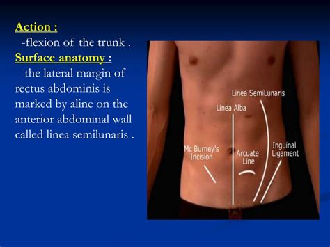 anterior abdominal wall ultrasound