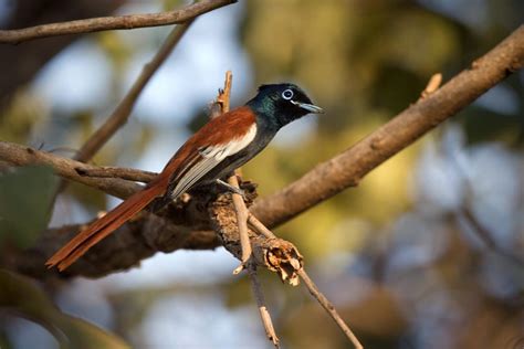 bird  paradise  poem  fikre tolossa ethiopia observer