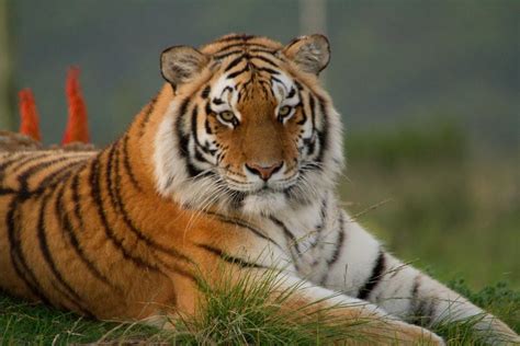 siberean tiger are huge jukani wildlife sanctuary plettenberg bay south africa