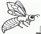 Avispas Abeja Insectos Pszczoła Kolorowanki Honigbiene Wespe Malvorlage Kolorowanka Animales Insecto Cucaracha Insekten Reina sketch template