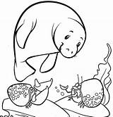 Manatee Coloring Cute Pages Kawaii Children sketch template