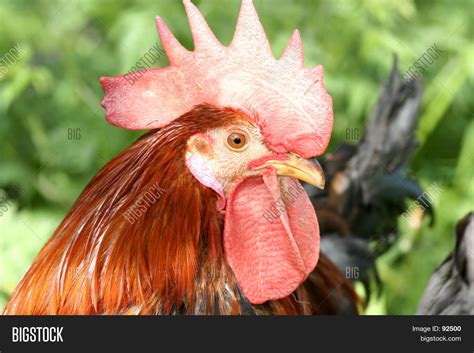 Close Cock Head Image And Photo Free Trial Bigstock