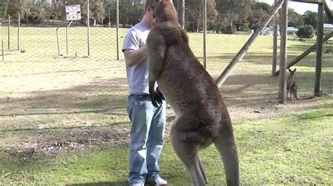 dumpert mega kangoeroe