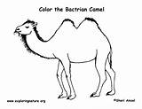 Camel Coloring Bactrian Camels Pages Printable Cartoon Color Kids Clipart Template Cliparts Printing Animal Desert Library Arabian sketch template