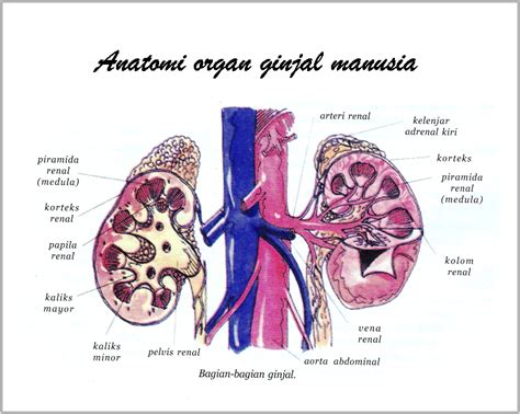 gambar anatomi organ tubuh manusia freewaremini