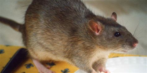 uptown rats downtown rats broken science newstalk