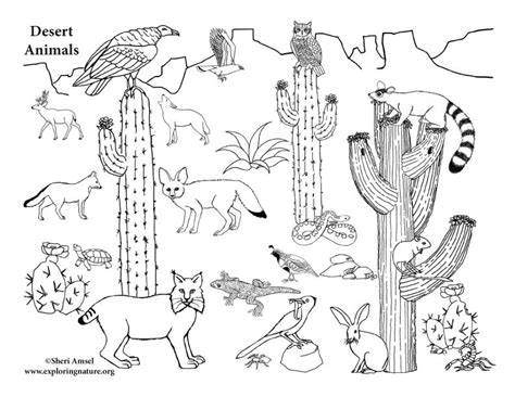 american desert animals  coloring nature