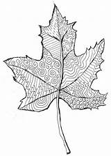 Fall Leaf Line Leaves Pattern Patterns Drawing Kids Projects Maple Autumn Step Drawings Printable Trace Template Grade Study Lines Draw sketch template