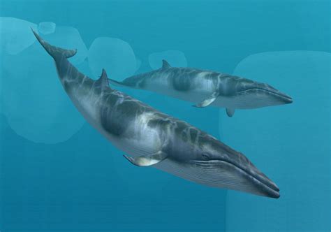 antarctic minke whale endless ocean wiki fandom powered  wikia
