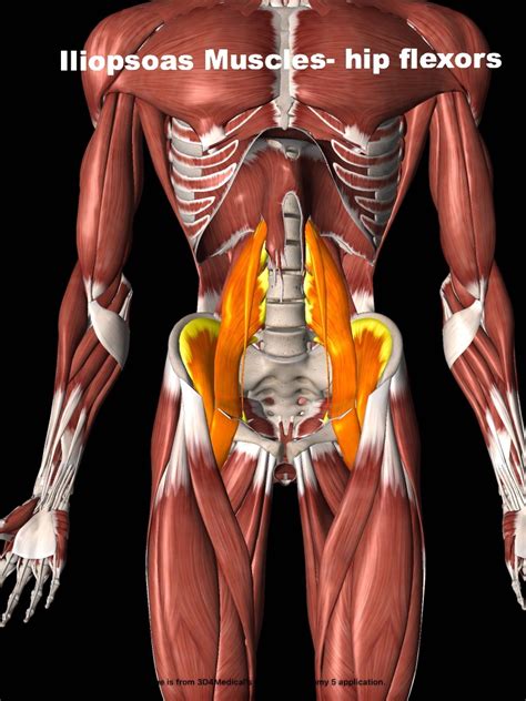 How To Stretch The Hip Flexor Muscles Aka The Iliopsoas Muscles