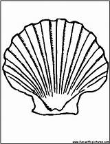 Shell Coloring Seashell Pages Scallop Shells Printable Clam Fun Transfers Great Kids Template Drawings Clip Comments Seashells Designlooter sketch template